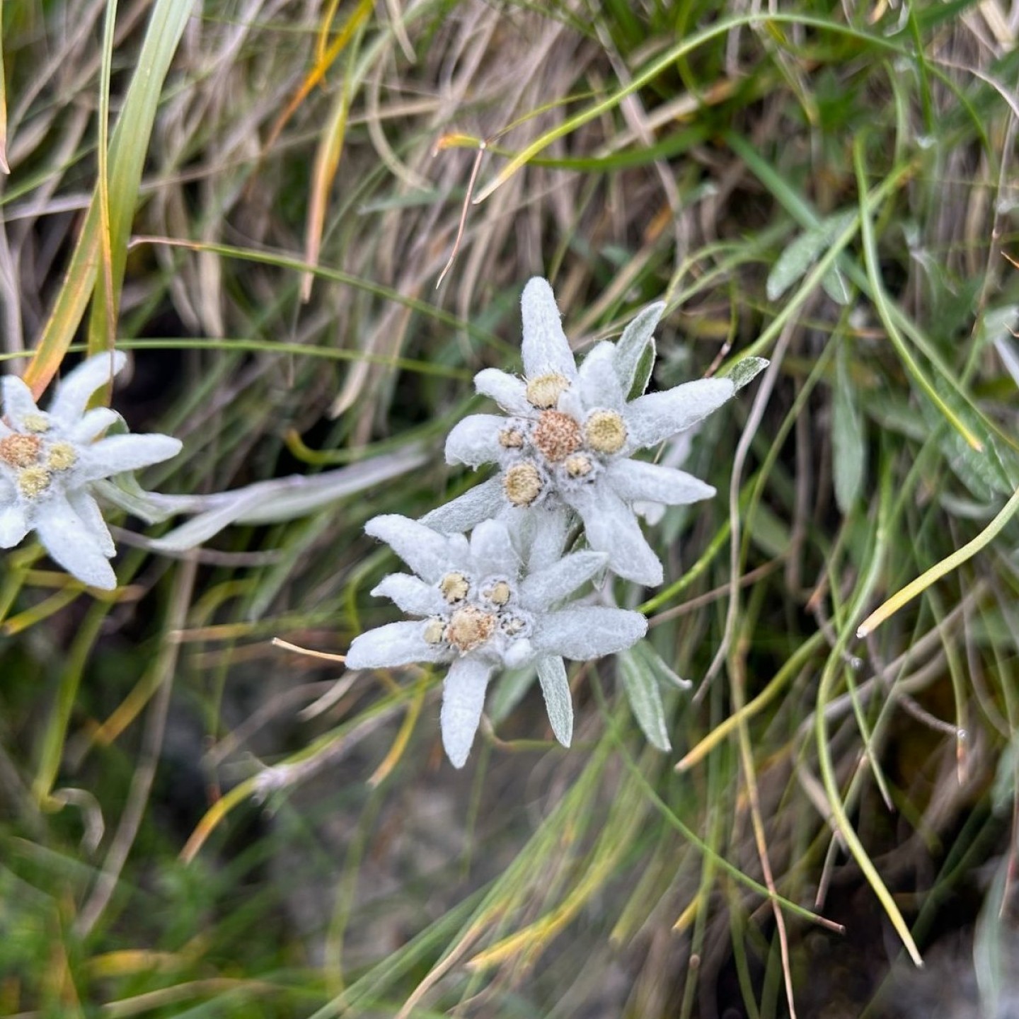 Edelweiss 3