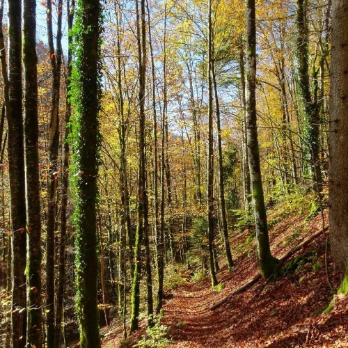 51_Jura01_Herbstimmung-beim-Abstieg-zum-Doubs 002