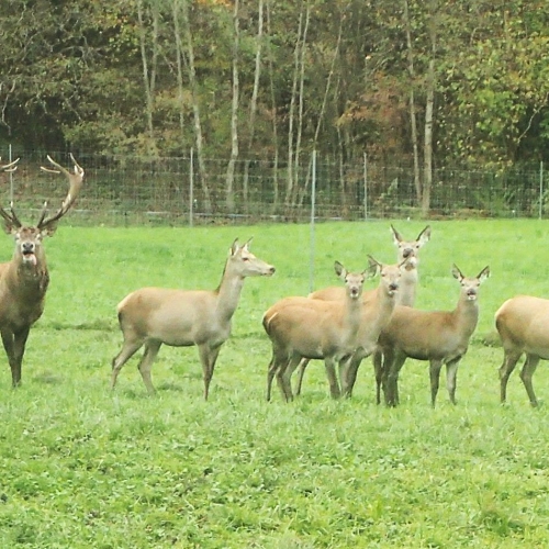 52_09 Die Hirsche staunen ob der Wanderschar