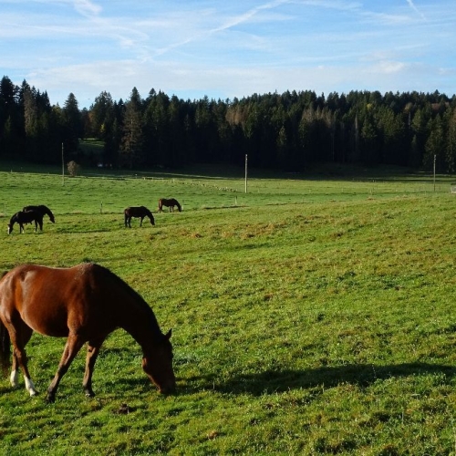 51_Jura05_Friedliche-Morgenstimmung-im-Jura 002