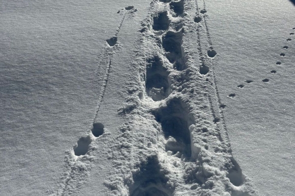 Schneeschuhwanderung vom Brünig nach Hüttstett und zurück